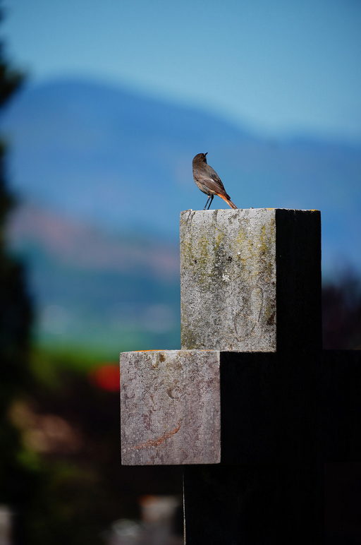 segundo-premio-concurso-fotografia-cementerio-bilbao