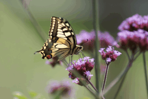 libro-fauna-cementerio-bilbao
